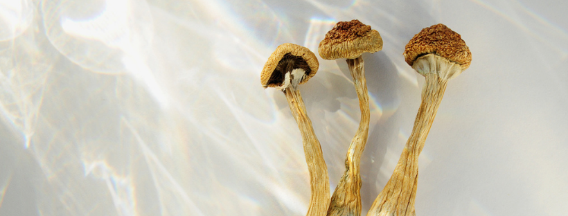 Where To Buy Magic Mushrooms